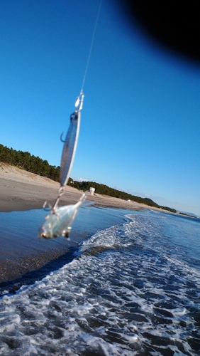 ヒイラギの釣果