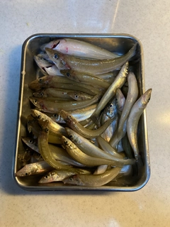 キスの釣果
