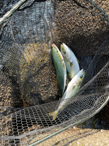 イナダの釣果