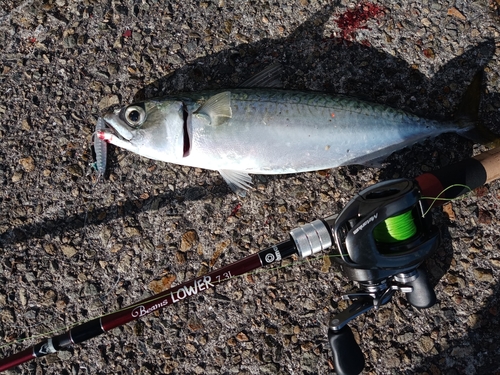 サバの釣果