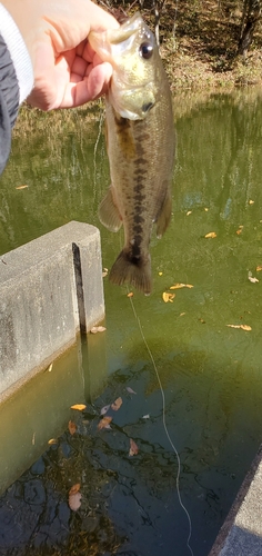 ラージマウスバスの釣果