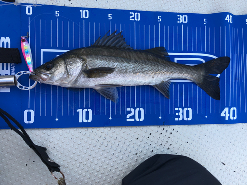 シーバスの釣果