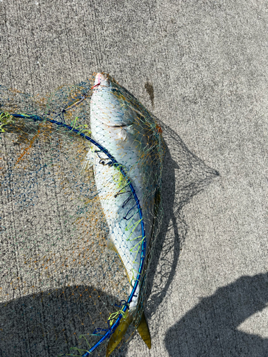 ハマチの釣果