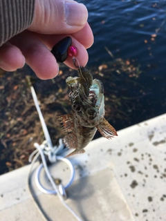 アナハゼの釣果