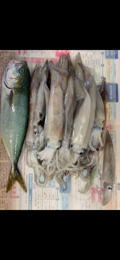 マイカの釣果