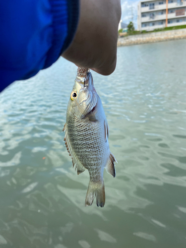 釣果