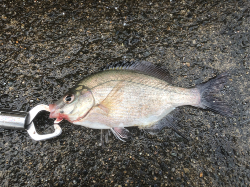 ウミタナゴの釣果