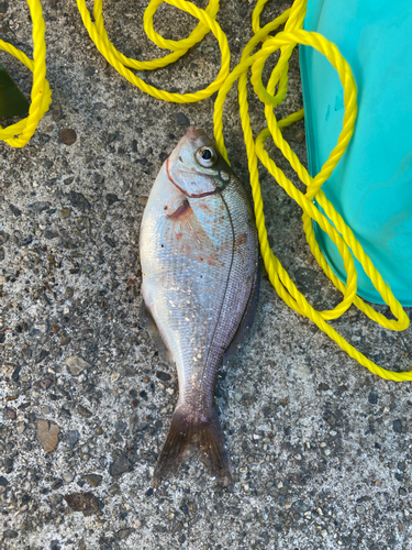 ウミタナゴの釣果