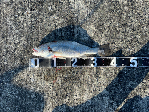 ニベの釣果