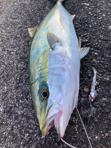 メジロの釣果