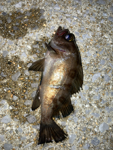 メバルの釣果