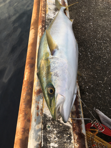 メジロの釣果