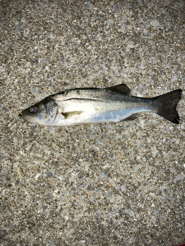 フッコ（マルスズキ）の釣果