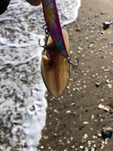 シタビラメの釣果