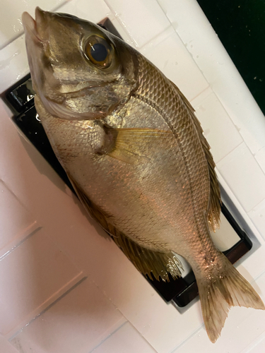 メイチダイの釣果