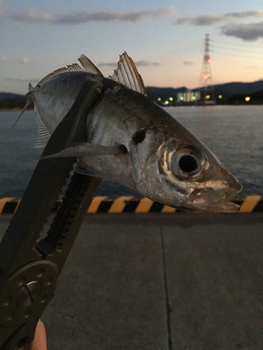 マアジの釣果