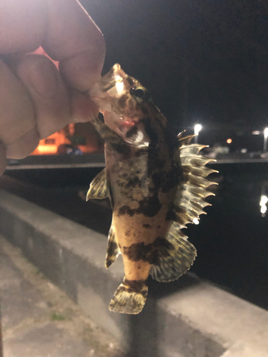 タケノコメバルの釣果