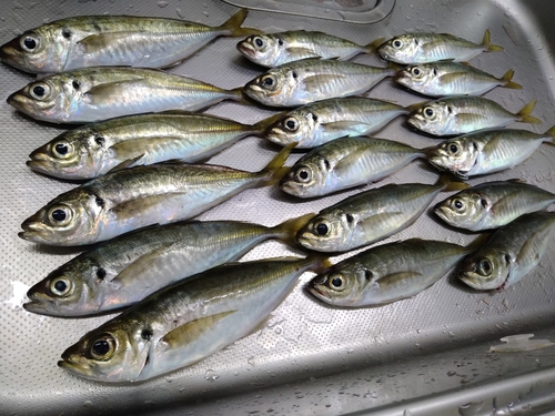 アジの釣果