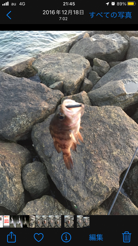 メバルの釣果