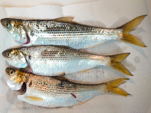 コノシロの釣果