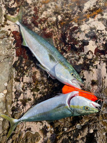 ハマチの釣果