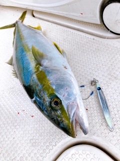 ヒラマサの釣果