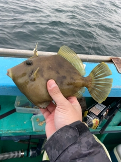 カワハギの釣果