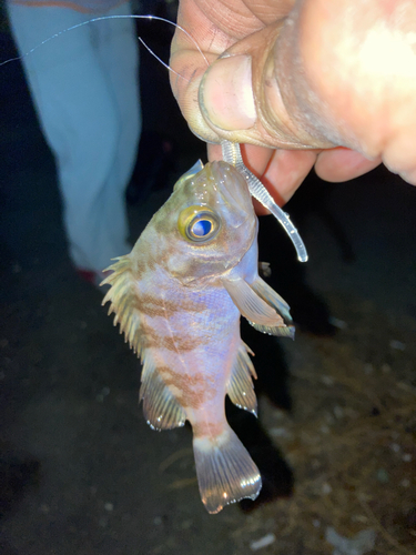 メバルの釣果