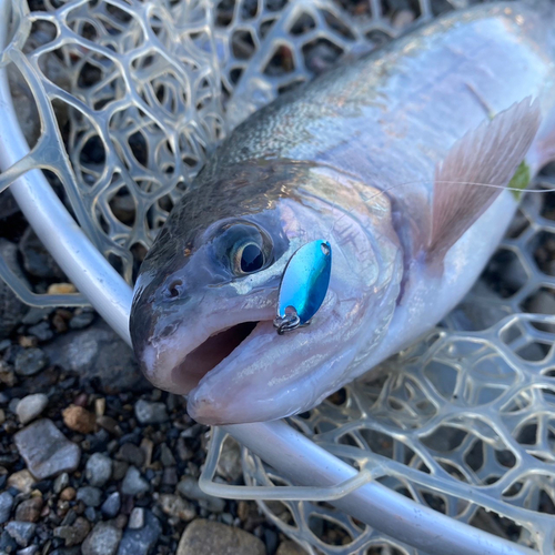 ニジマスの釣果