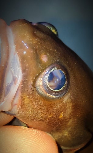 ドンコの釣果