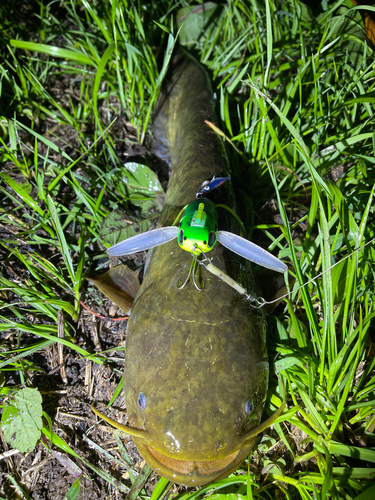 ナマズの釣果