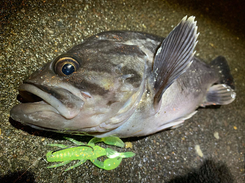 クロソイの釣果