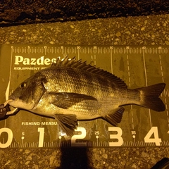 チヌの釣果