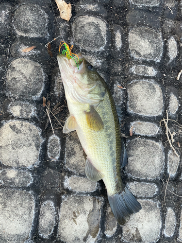 ラージマウスバスの釣果