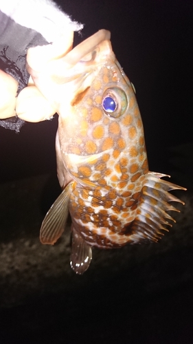 アコウの釣果