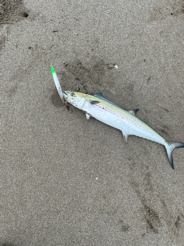 サゴシの釣果