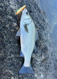 ヒラスズキの釣果