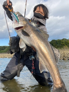 マルスズキの釣果