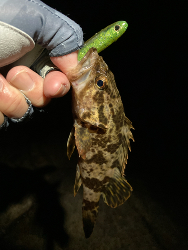 タケノコメバルの釣果