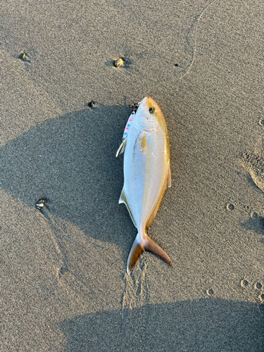 ショゴの釣果