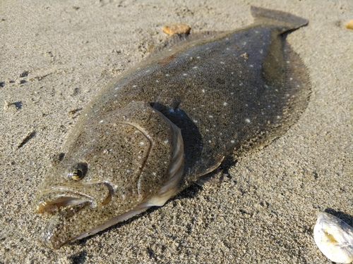 ソゲの釣果