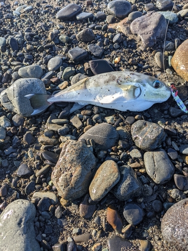 クロサバフグの釣果