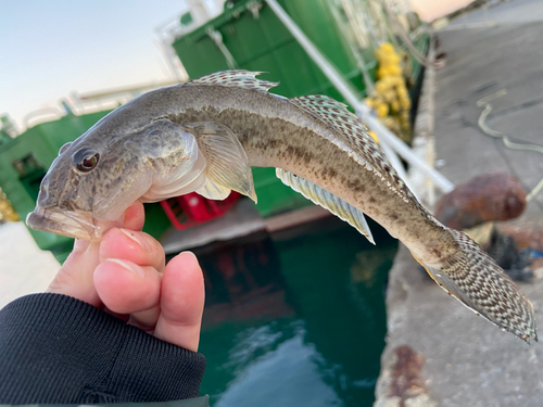 ハゼの釣果