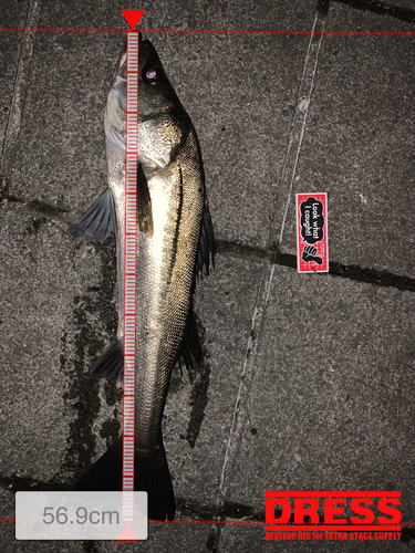 シーバスの釣果