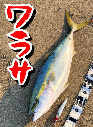 ワラサの釣果