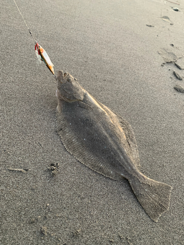 ヒラメの釣果