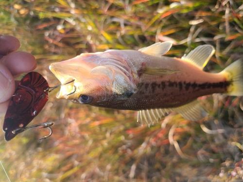 釣果