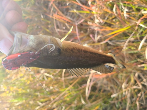 釣果