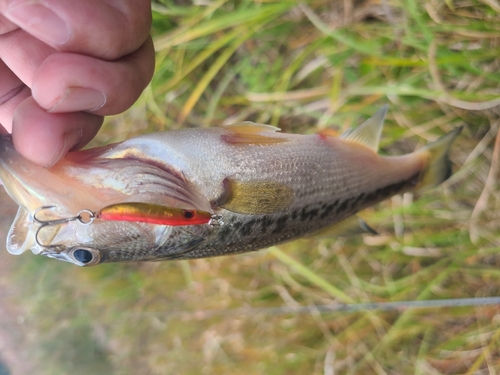 釣果