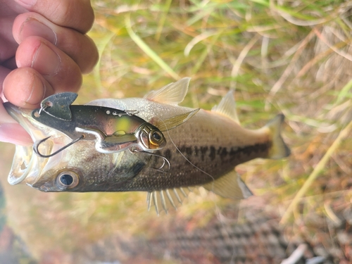 釣果